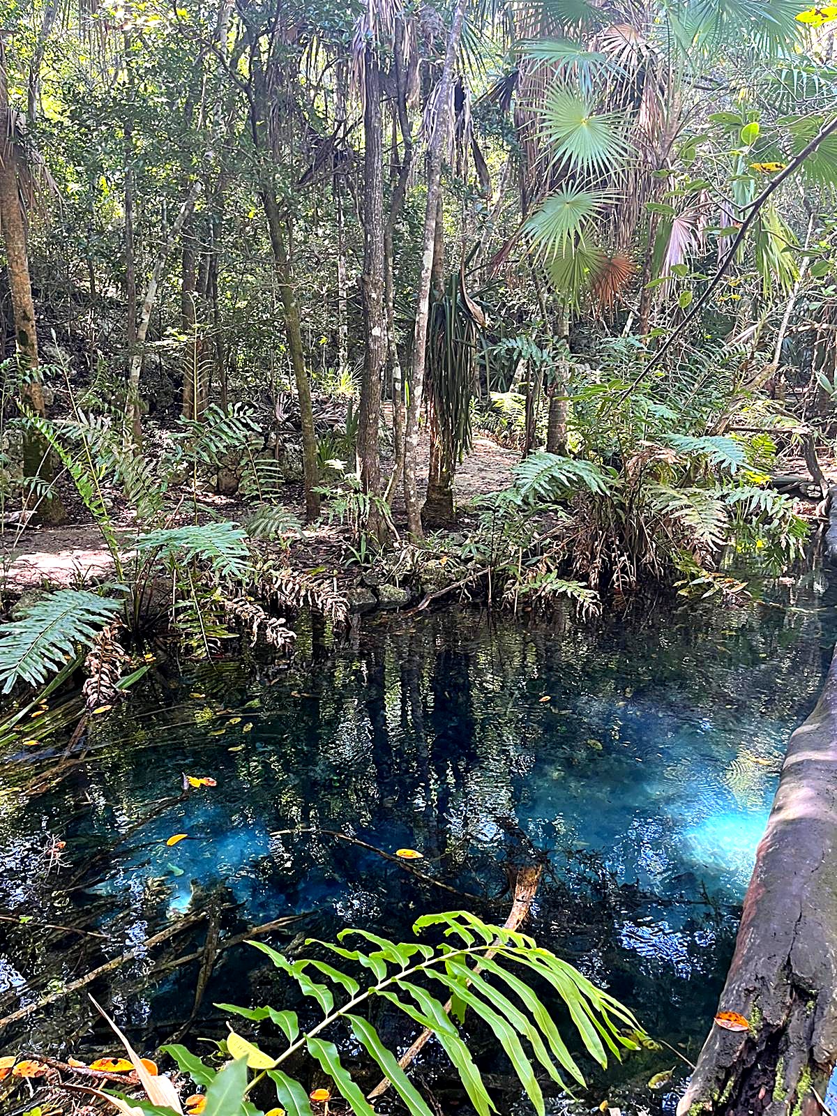 Clear blue jungle cenote surrounded by ferns and palms