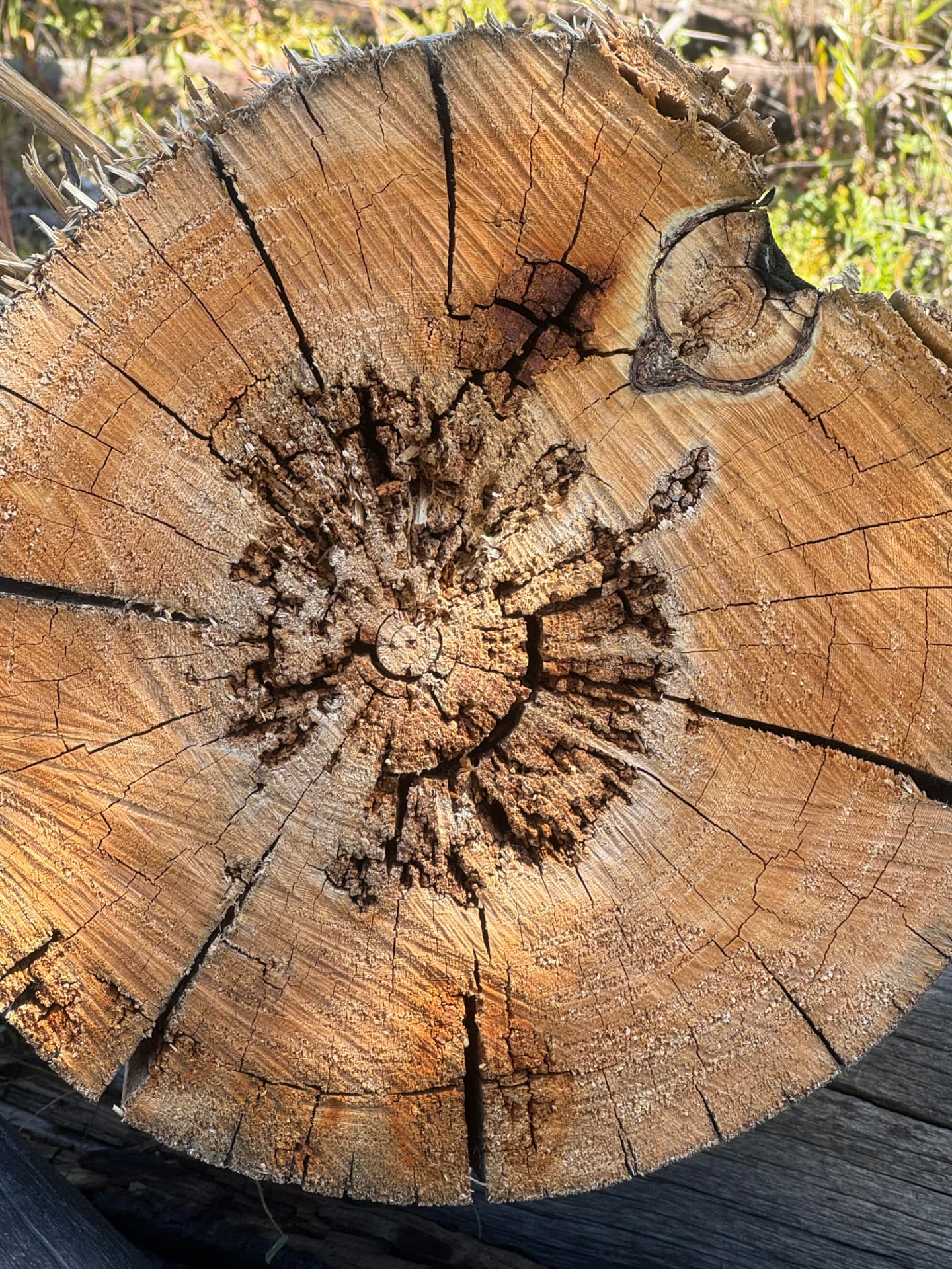 Top-down view of a cut stump showing growth rings and radiating cracks