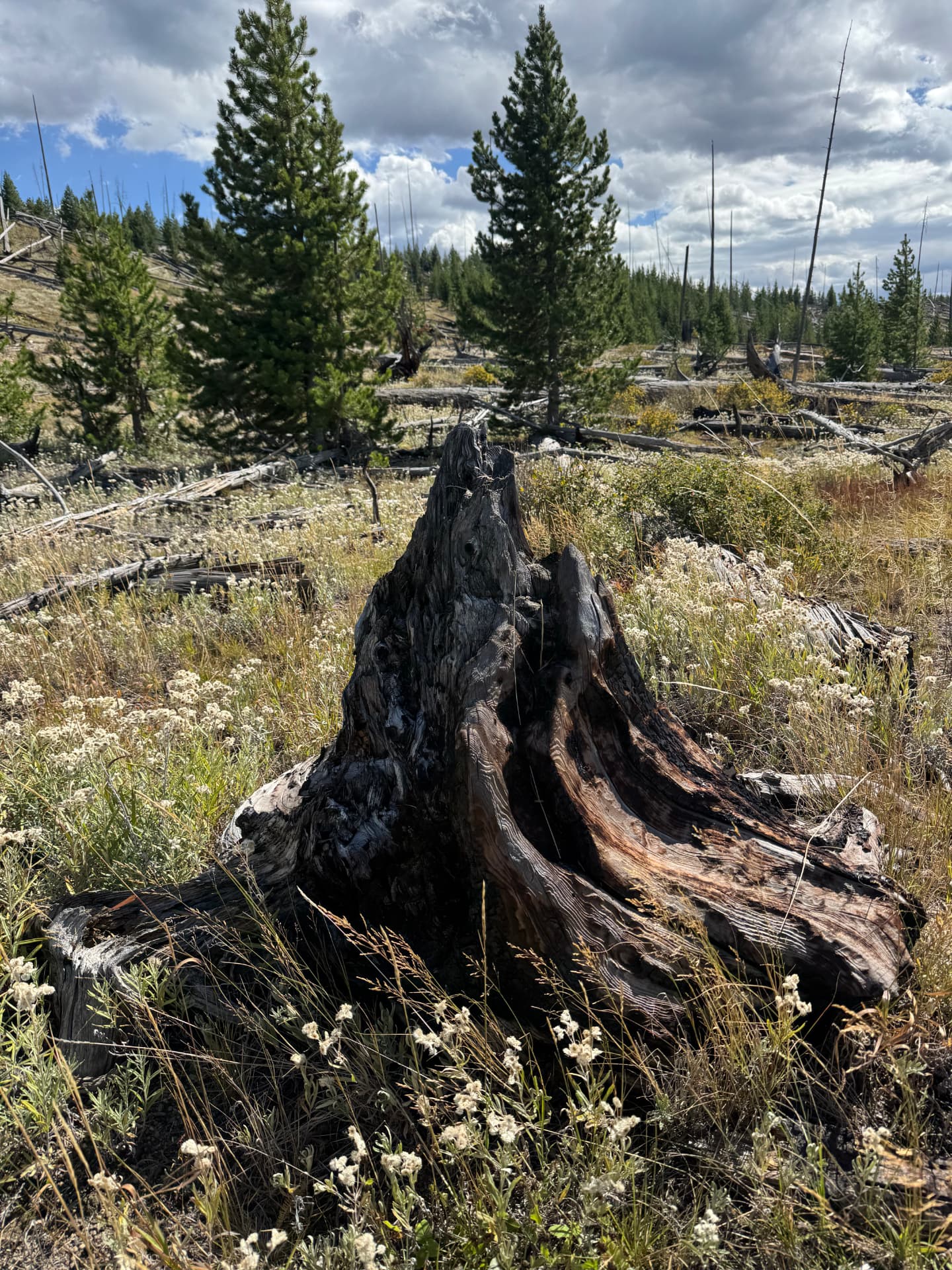 Large charred and twisted stump in a meadow of young pines