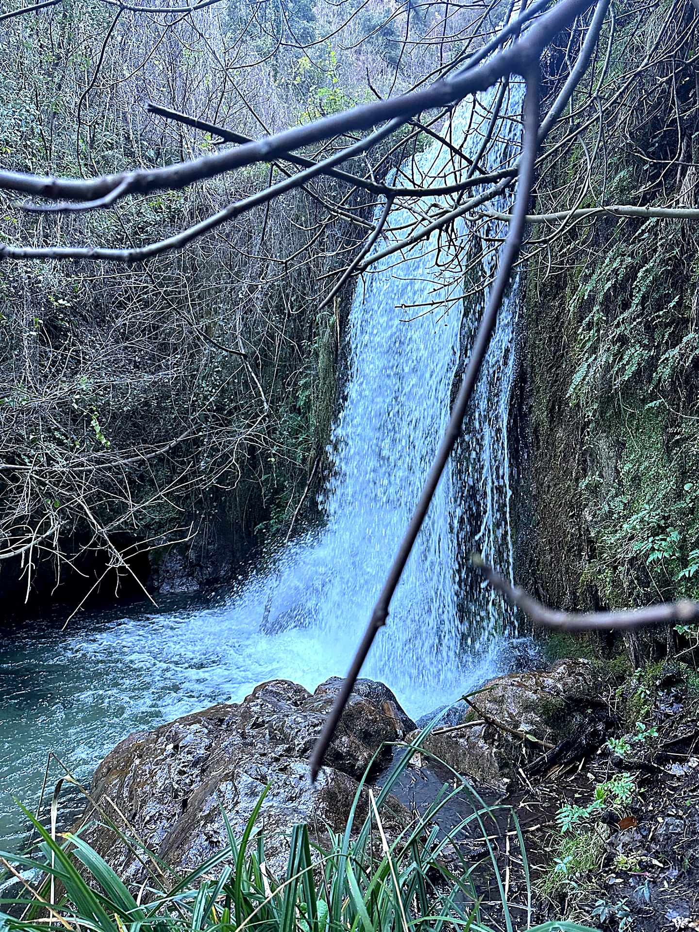 Waterfall falling into a pool in a fern-covered gorge