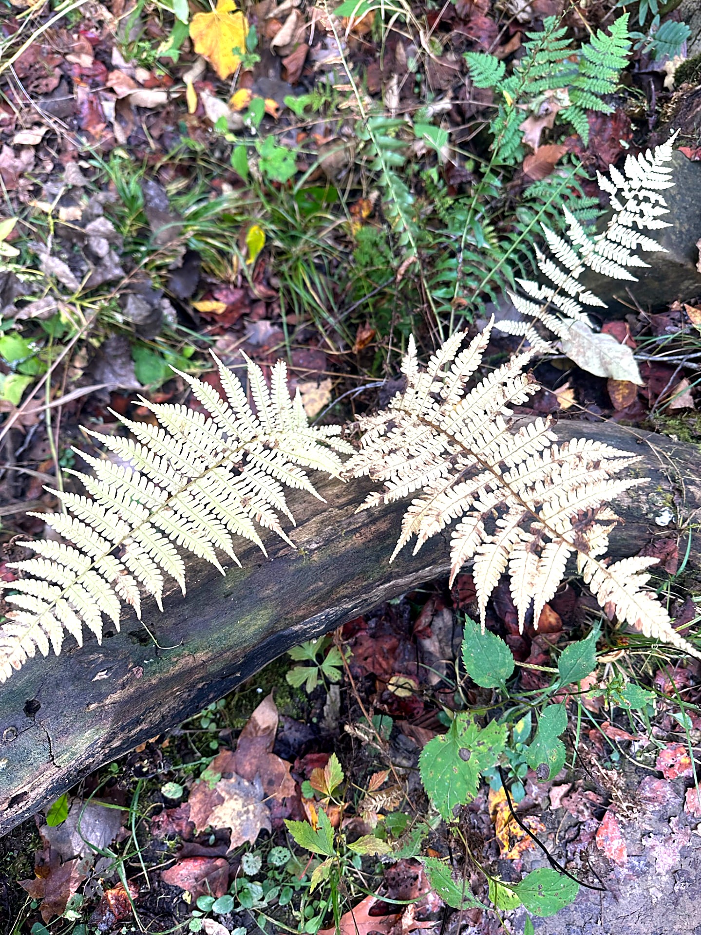 Bleached dried fern fronds lying across a dark fallen log