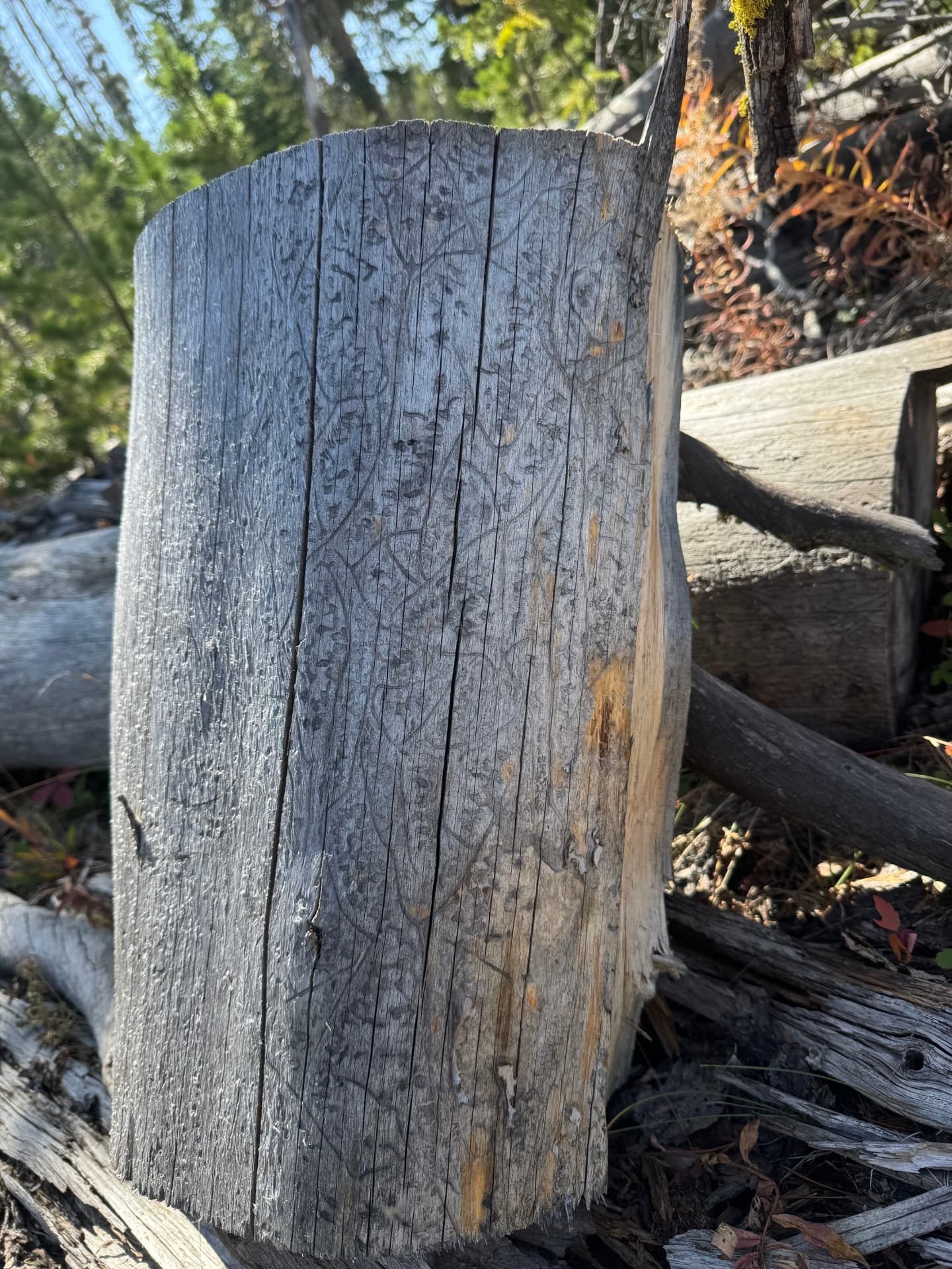 Weathered gray stump with intricate beetle trail markings