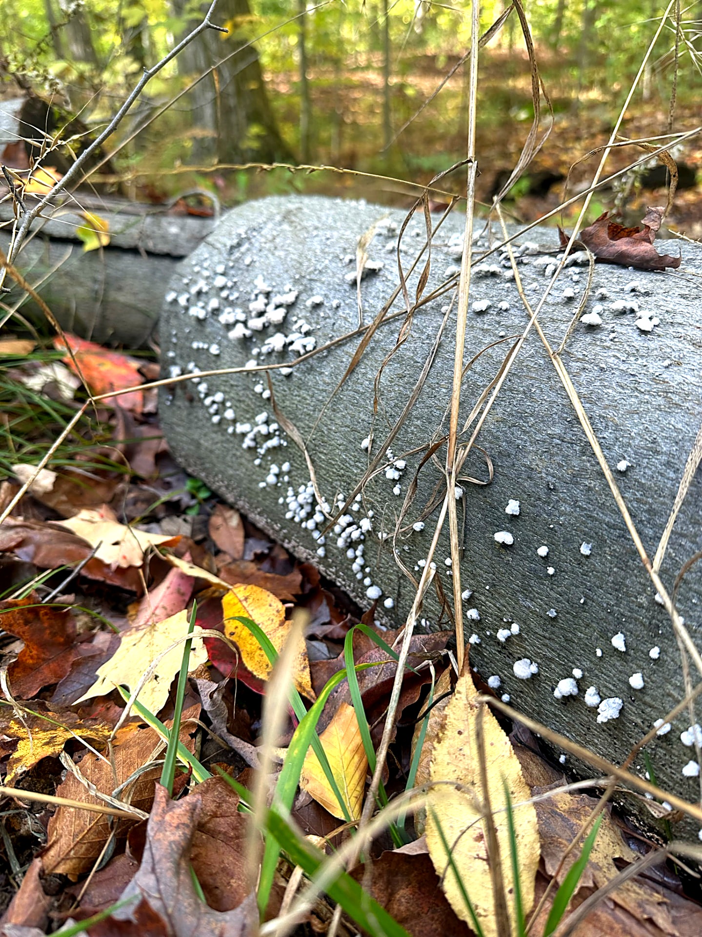 Small white fungi clustered across a gray stone in leaf litter