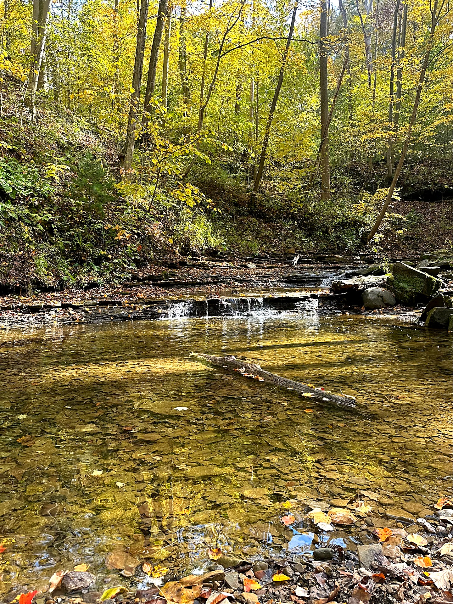 Clear shale creek with a small waterfall under yellow autumn trees