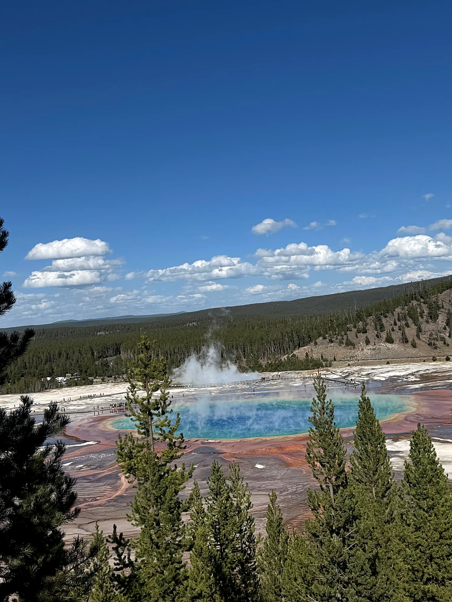 Grand Prismatic hot spring viewed through young pine trees under blue sky