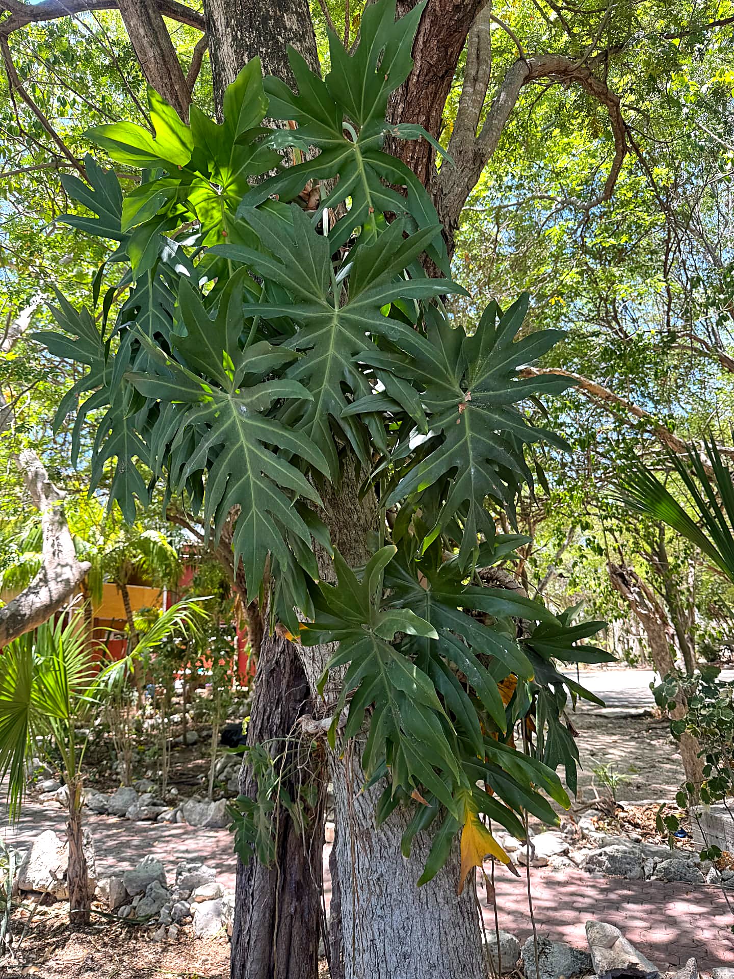 Large split-leaf philodendron climbing a tree trunk in the jungle