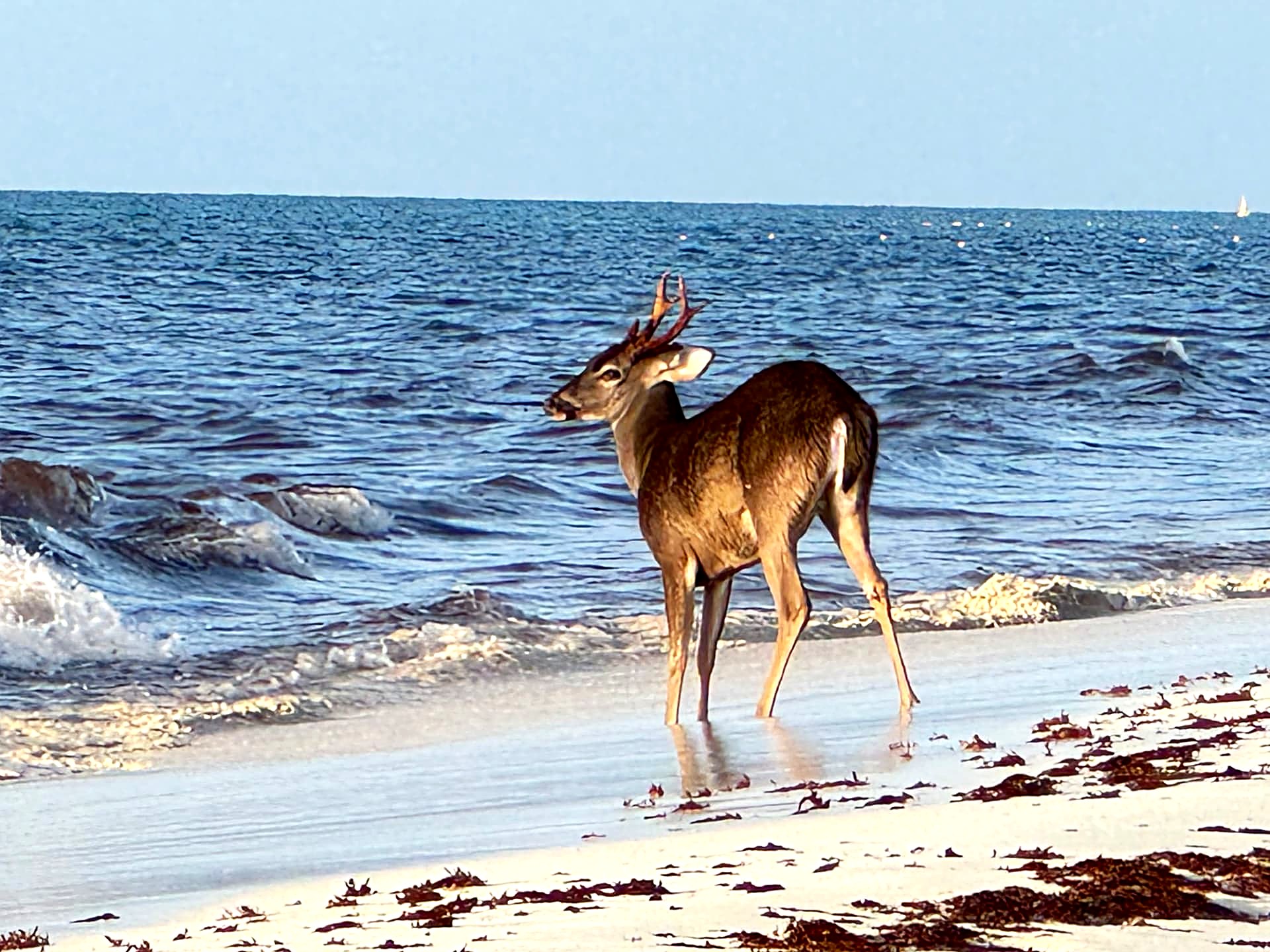 Young deer standing at the edge of the surf on a white sand beach