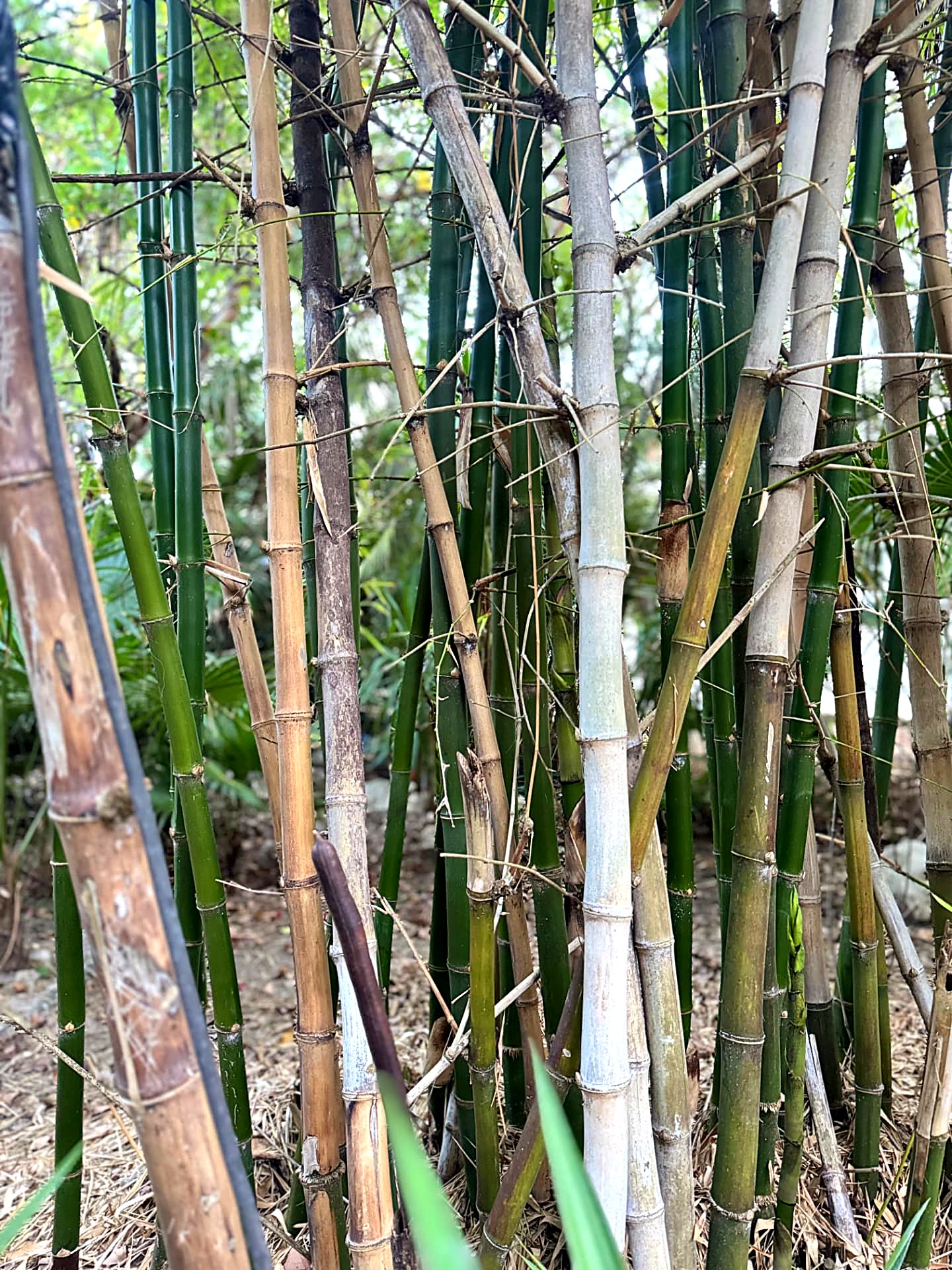 Stand of bamboo canes in green, tan and silver tones