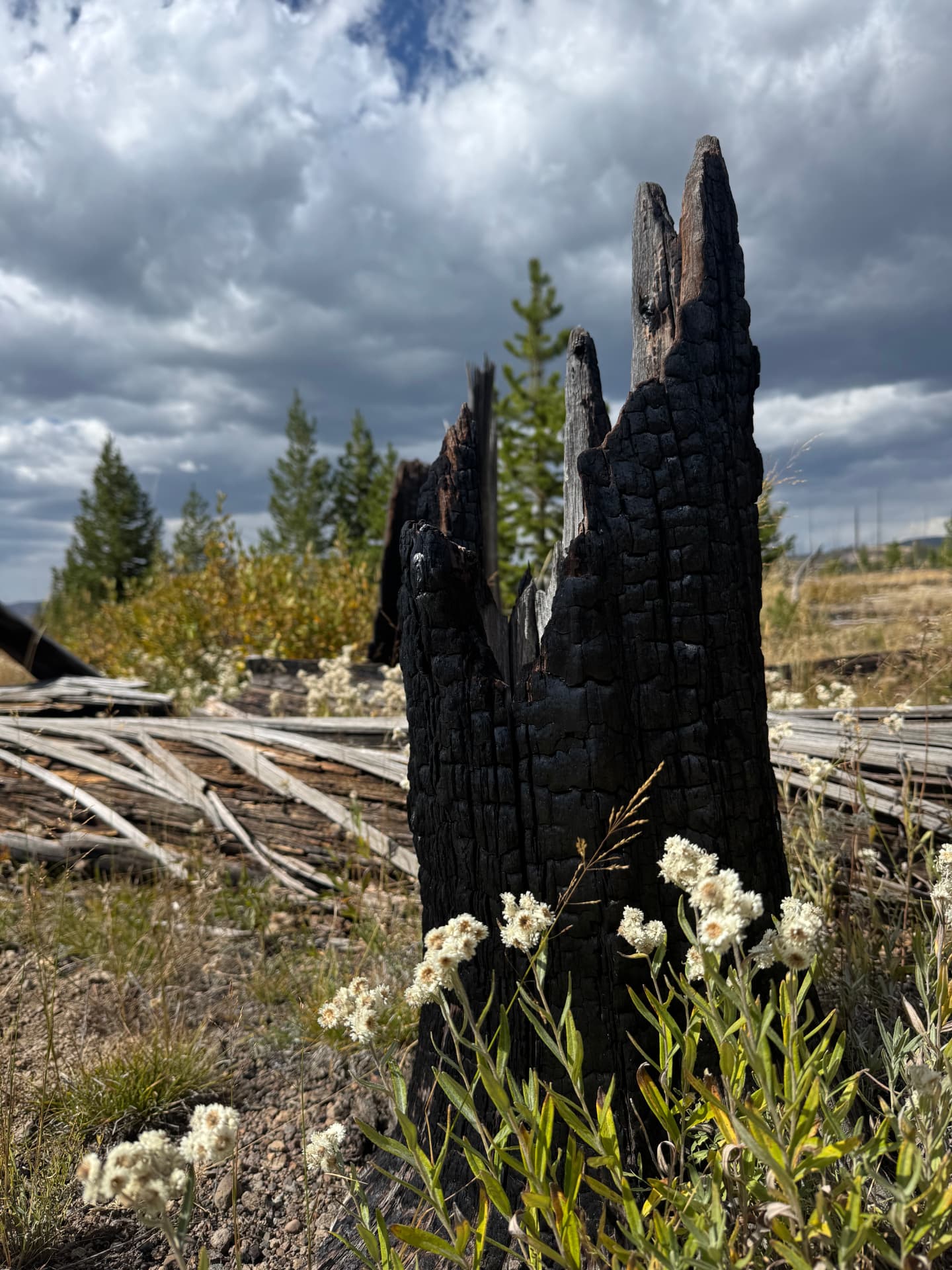 Charred black tree spire surrounded by white wildflowers in a burn area
