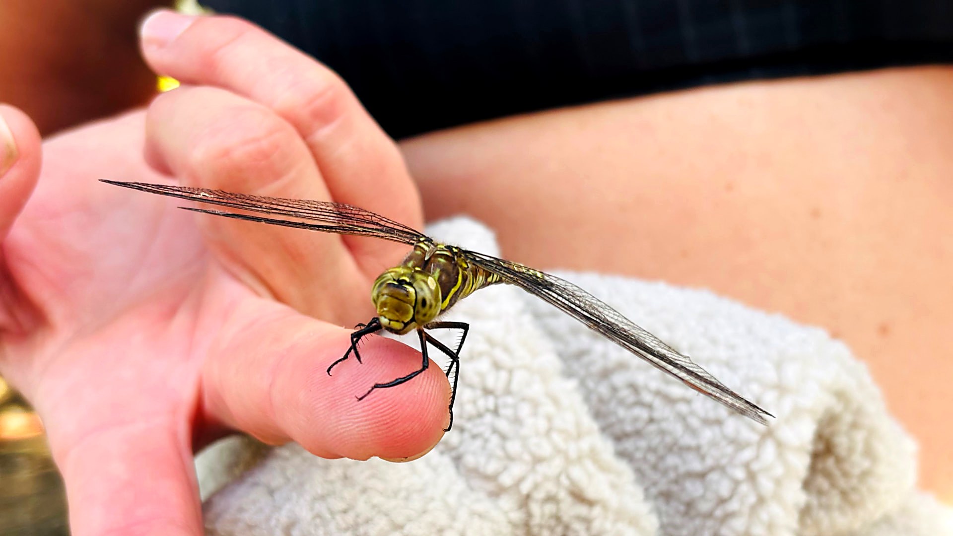 Green and black dragonfly resting on a fingertip