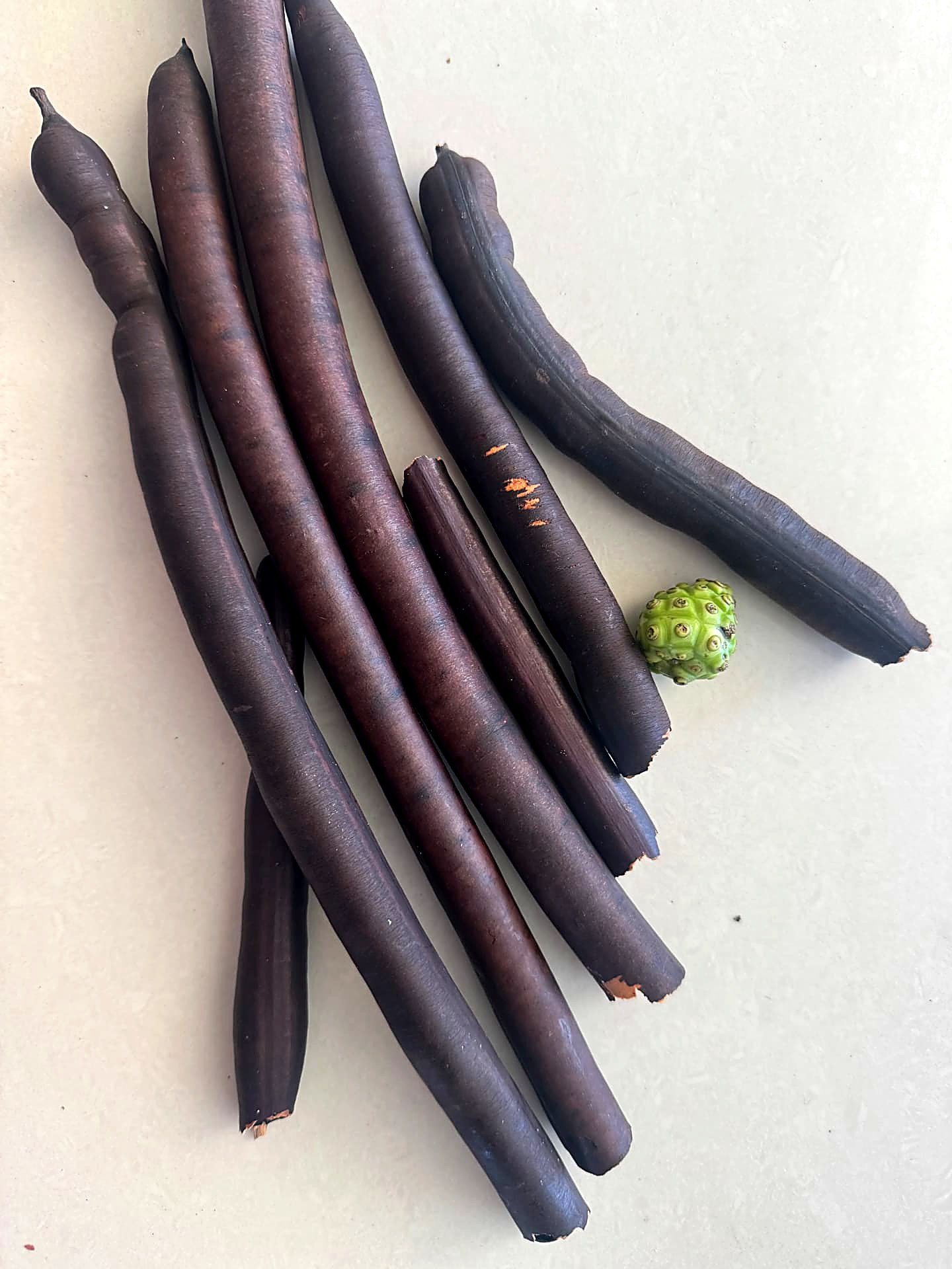 Long dark brown seed pods arranged on a pale surface with a small green fruit