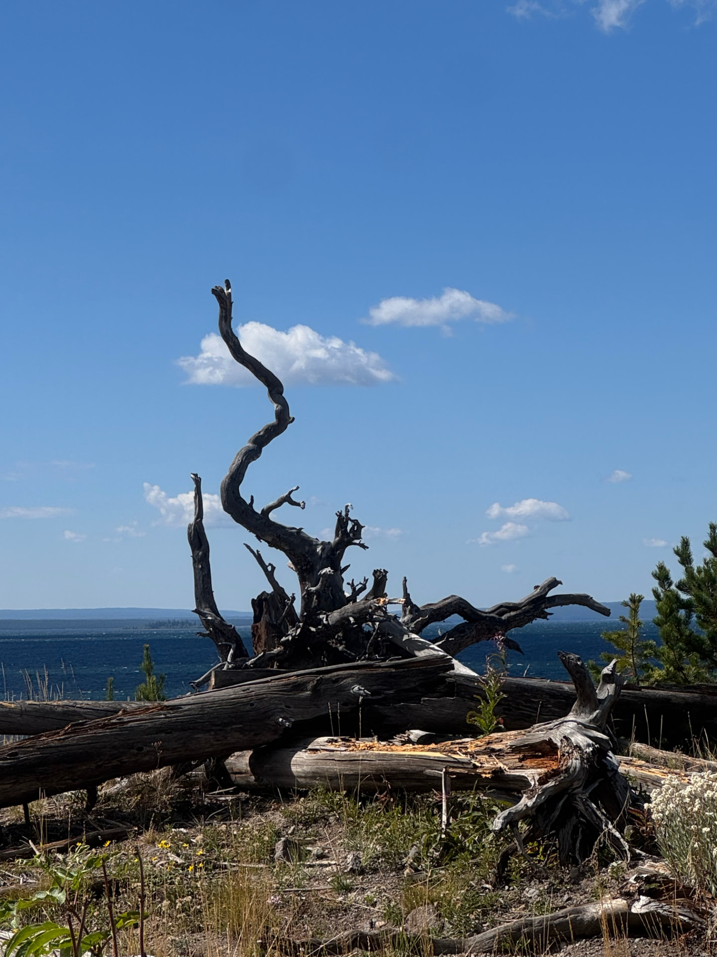 Sun-bleached driftwood standing against a wide blue lake