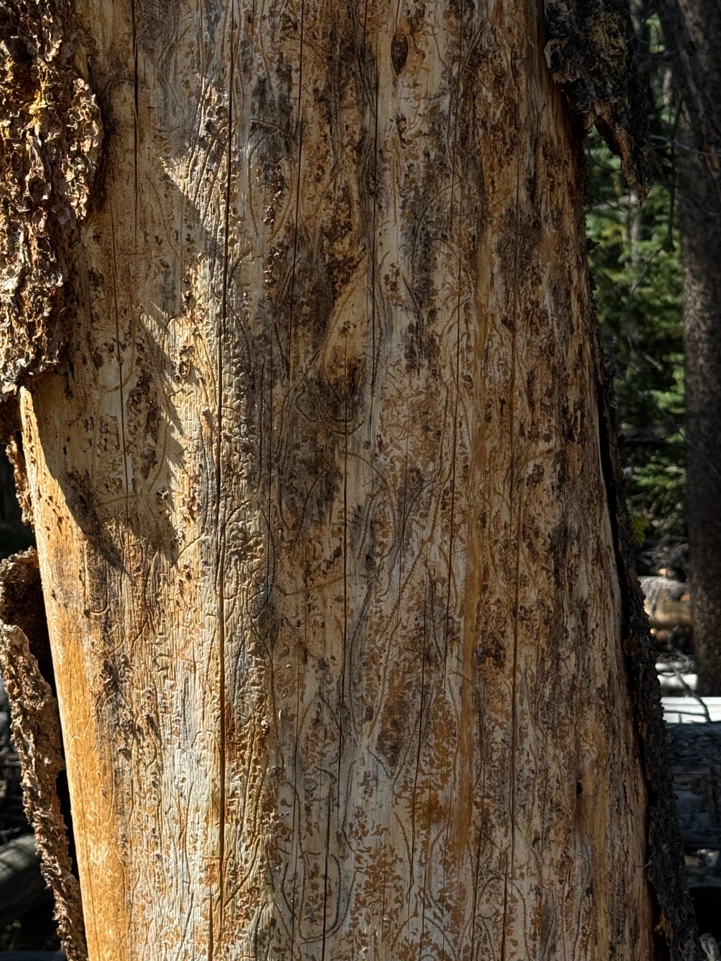 Sunlit tree trunk covered in winding beetle tunnel patterns