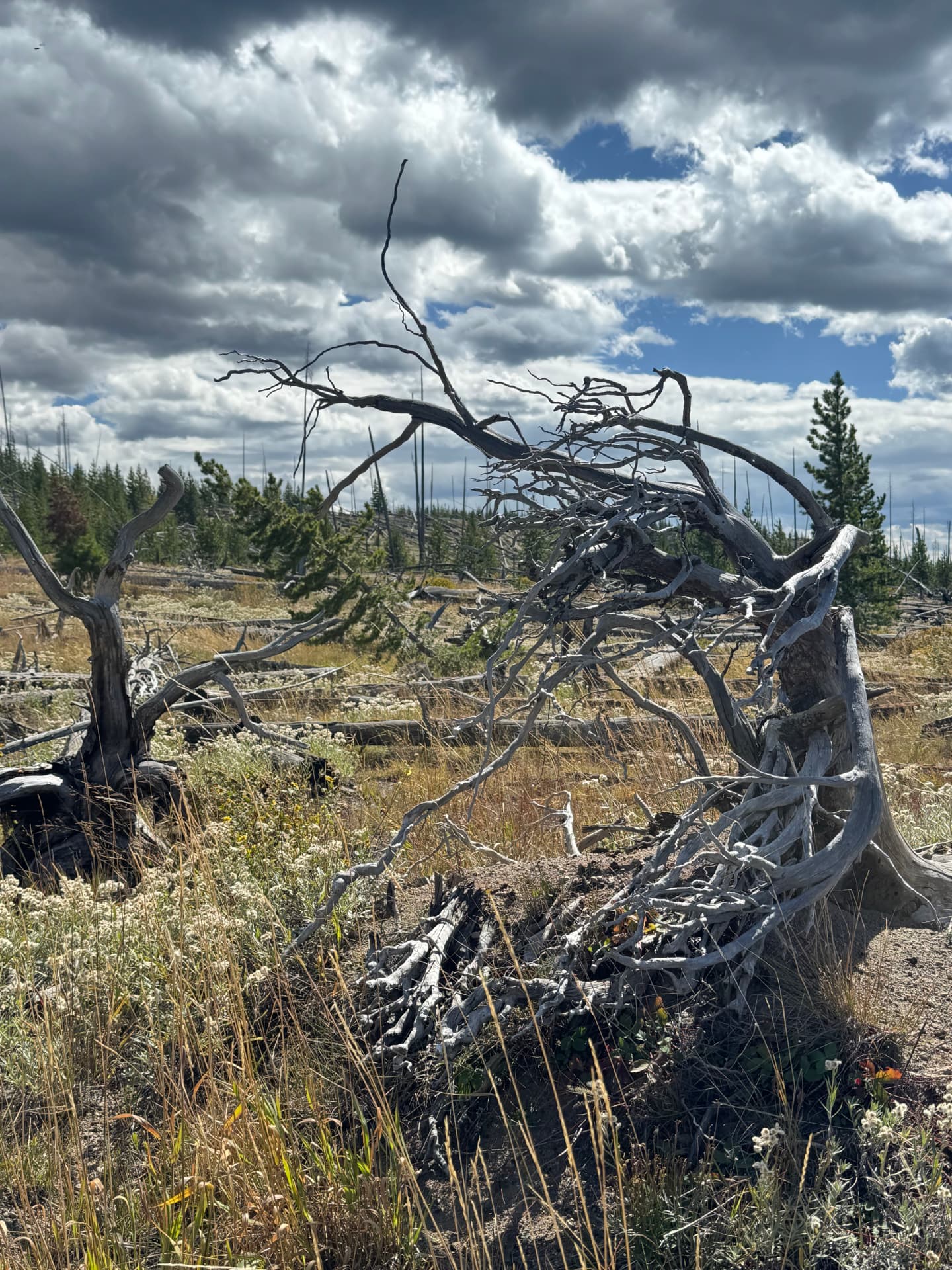 Bleached fallen tree arching over meadow grasses