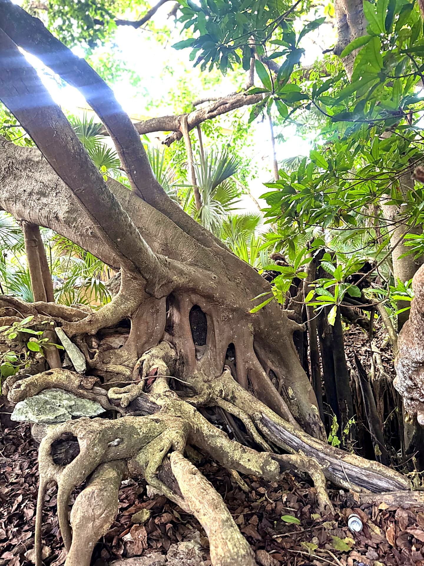 Exposed tree root system with hollows and arches over limestone in the jungle