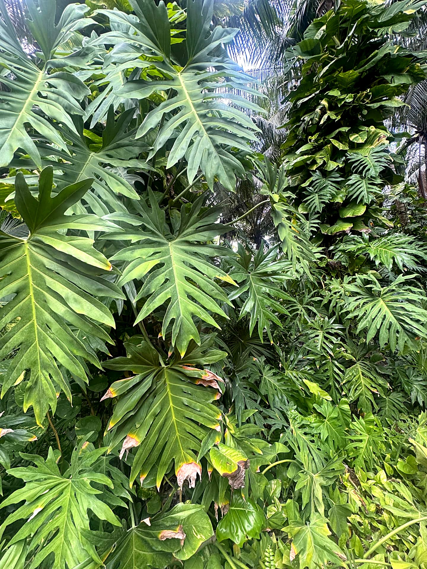 Dense wall of split-leaf tropical foliage filling the frame