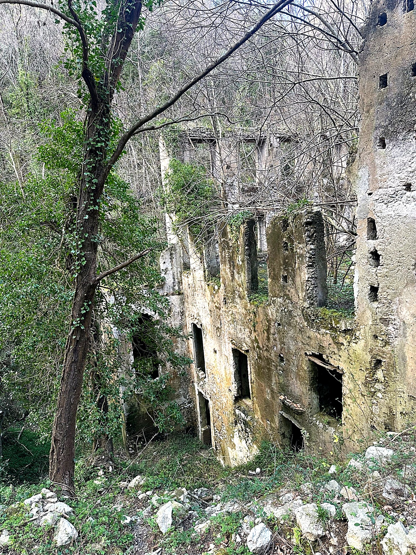 Ivy-covered stone ruin standing in a wooded valley