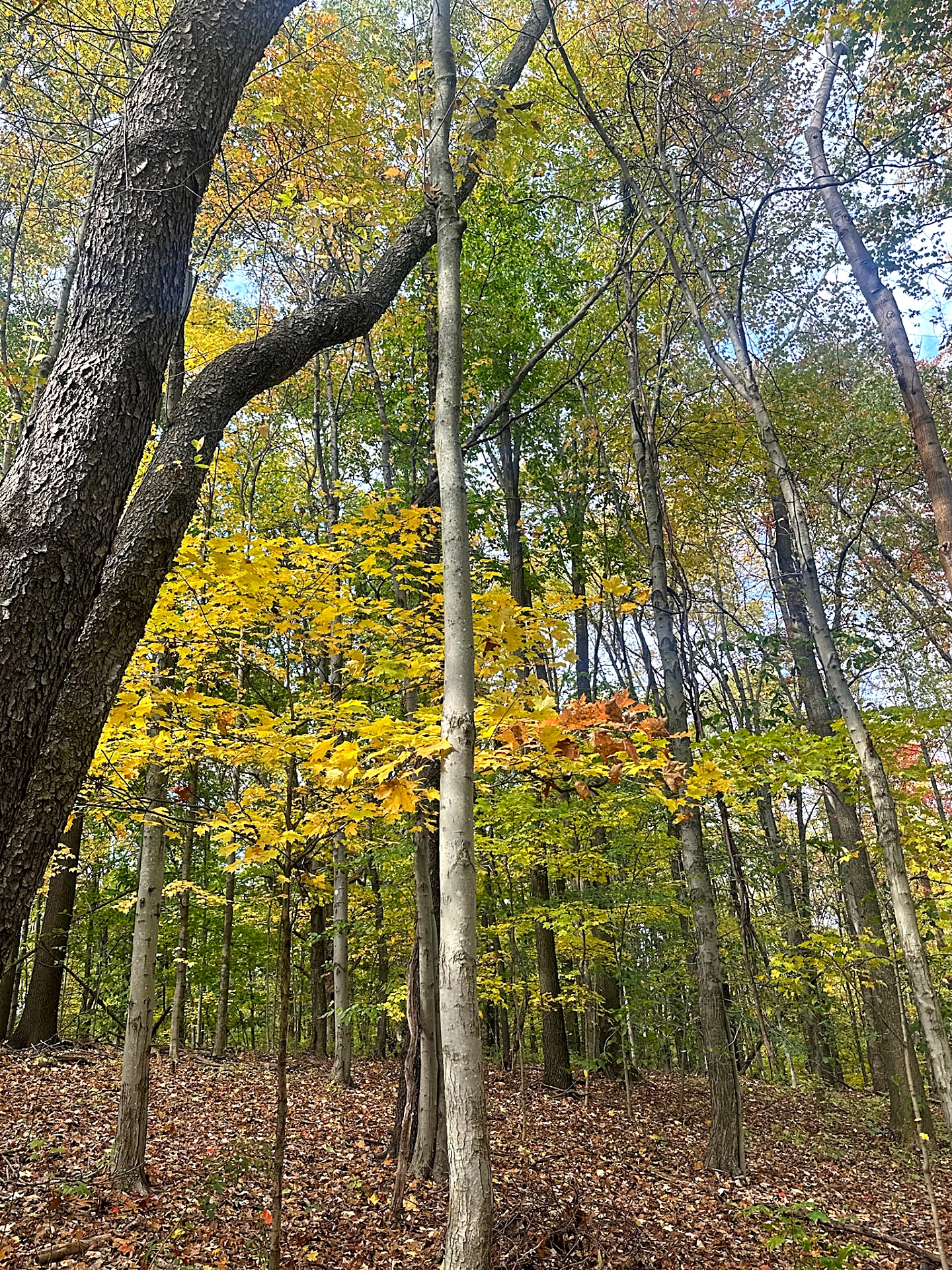 Tall forest trees with bright yellow autumn leaves overhead