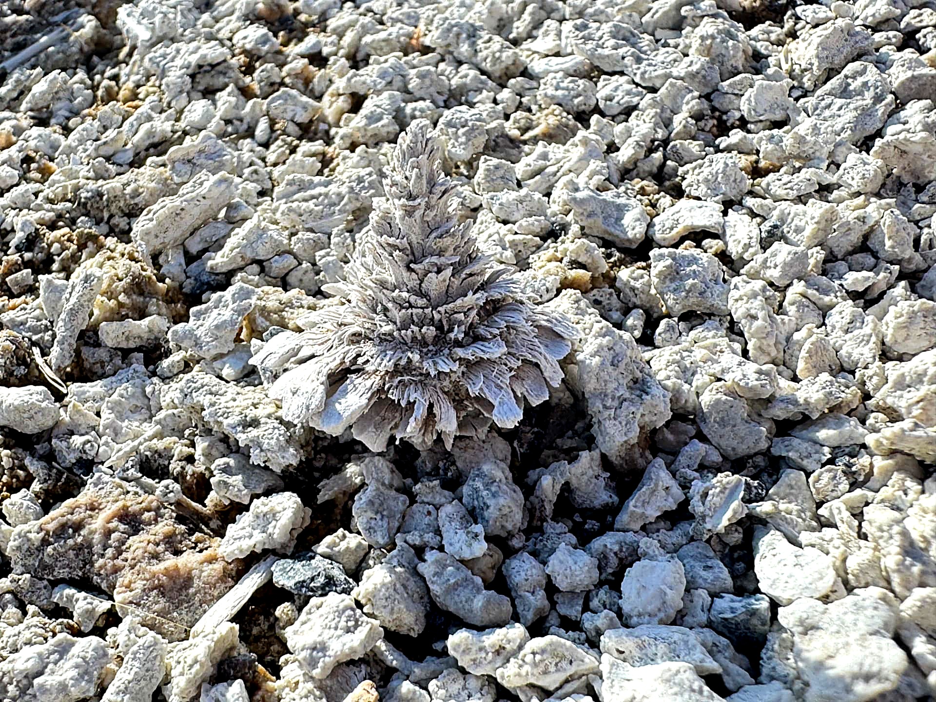 Bleached white pine cone resting on pale mineral crust near a Wyoming geyser